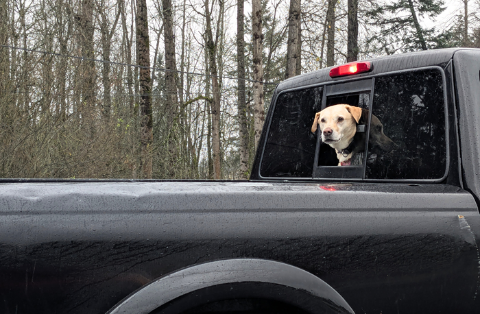 Slog AM: Border Patrol Shoot Two People in Portland, An ICE Raid on Aurora, QAnon Shaman Enters Arizona Gubernatorial Race